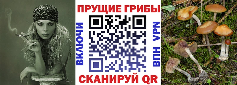 Псилоцибиновые грибы мицелий Снежногорск
